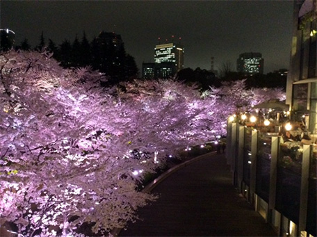 東京ミッドタウンの桜の木